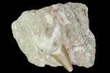 Otodus Shark Tooth Fossil in Rock - Eocene #111055-1